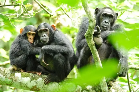 A chimpanzee family in Uganda in 2010. 