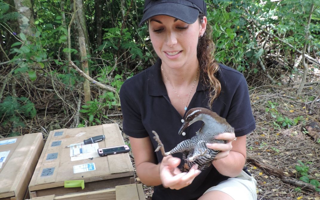 Animal keeper Erica Royer kneels near a few wooden crates in a forested area. She holds a Guam rail in her hand in preparation to release the bird into the wild.