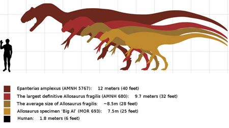 The estimated sizes of several Allosaurus specimens, including "Epanterias."