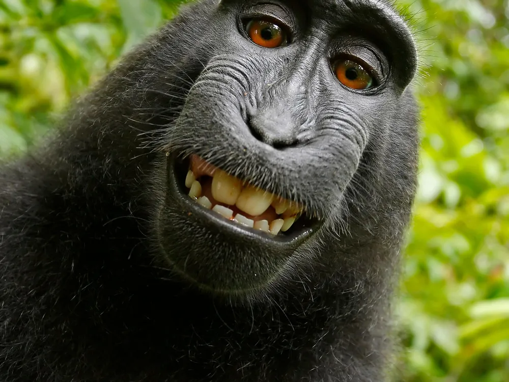 Ape Selfie