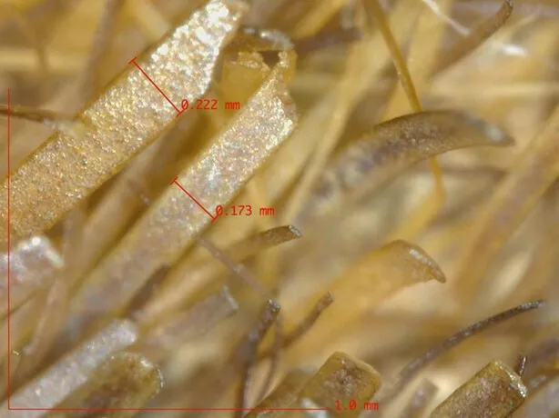 Close-up of hair