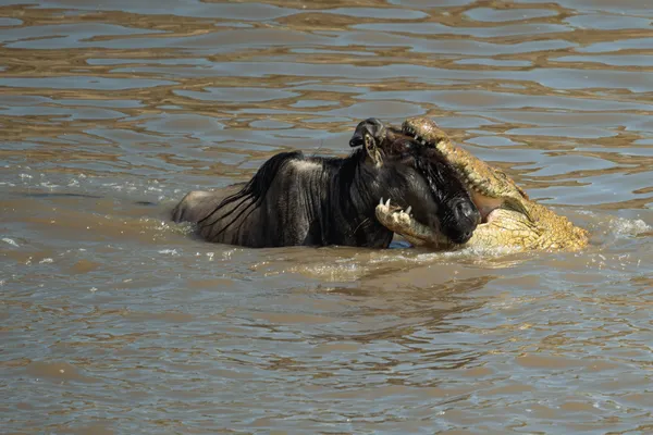 Crocodile hunting wildebeest thumbnail