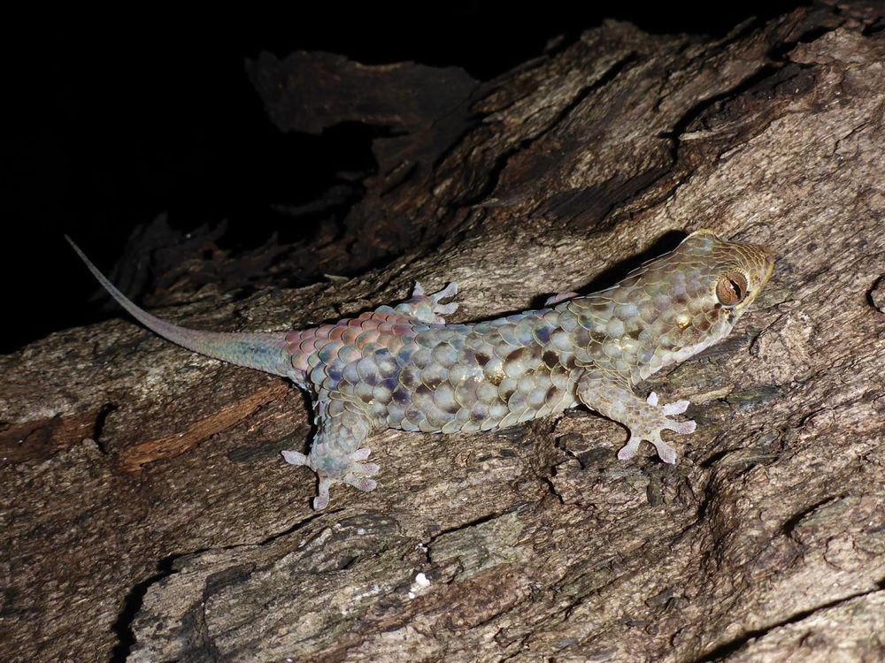 New Species of Fish-Scaled Gecko Can (Literally) Jump Out of Its