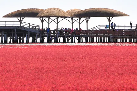 People visit the Red Beach, so named due to the Suaeda heteroptera plant which grows across the marshland landscape, in Panjin, China's northeastern Liaoning province.