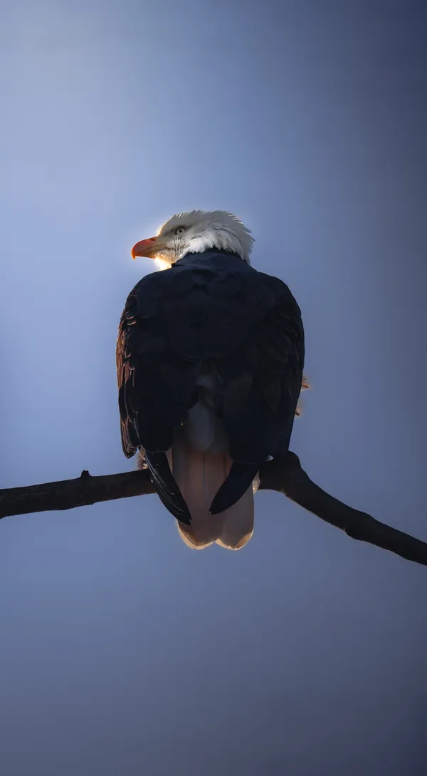 On The Watch thumbnail