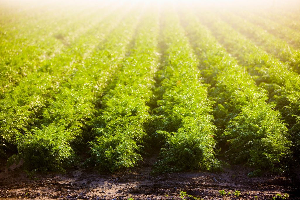 carrots field