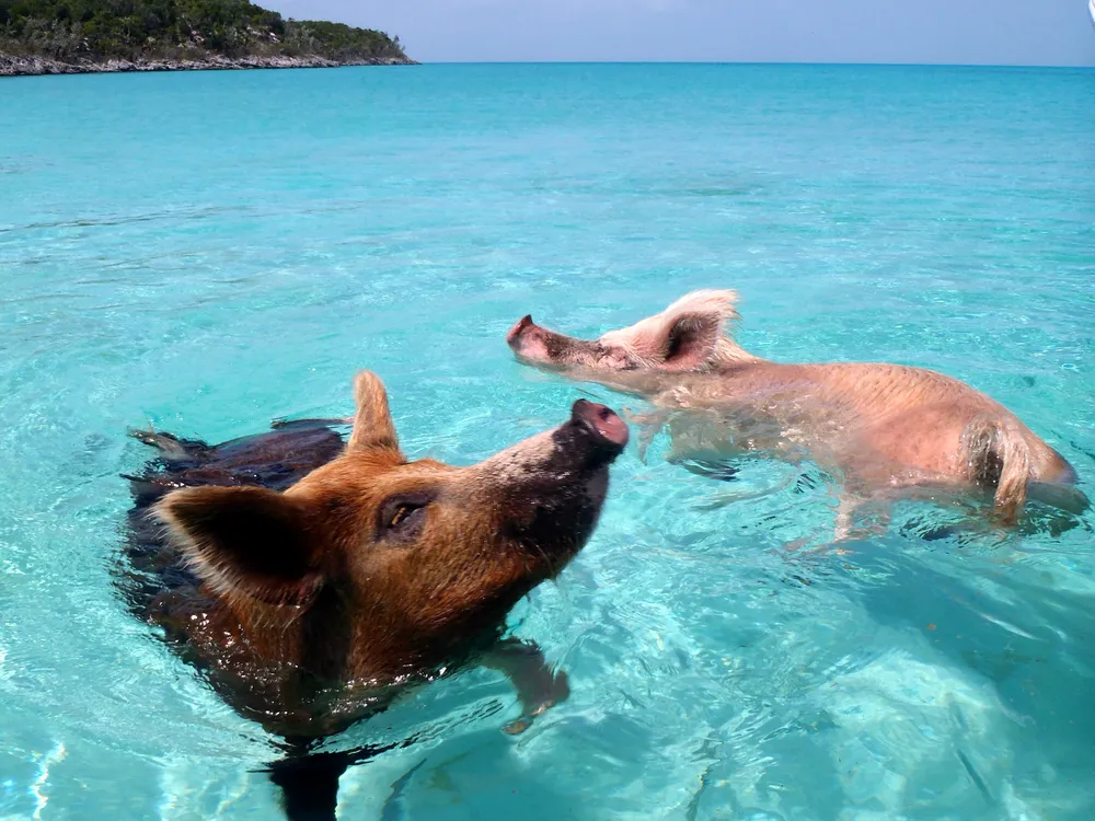 Swimming Pigs