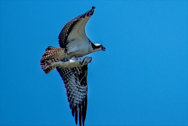 An Osprey flying away carrying a Rockfish with a lure dangling from its mouth. thumbnail