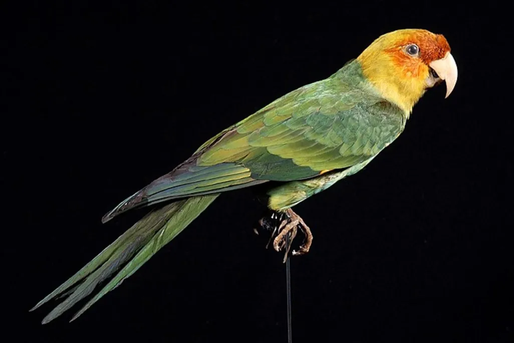 Carolina Parakeet