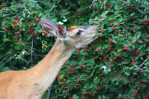 A doe snacking on some berries on the side of the road. thumbnail