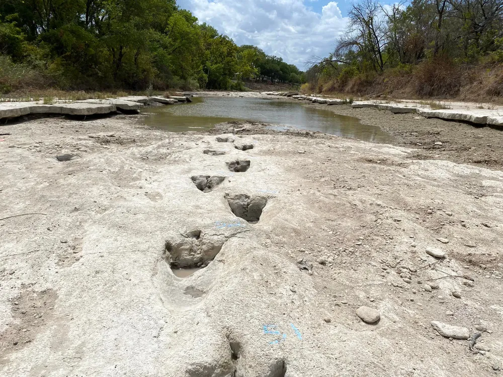 Three-toed dinosaur tracks disappearing into some water