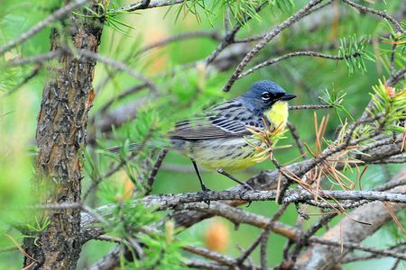 The Kirtland's warbler needs humans to cut and replant the trees it nests in. Without this work, the species' painstaking recovery from less than 1,000 males to over 2,000 could be erased.
