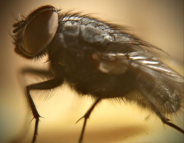 Just a fly thumbnail
