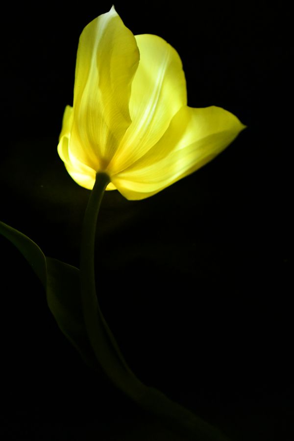 Yellow Tulip thumbnail