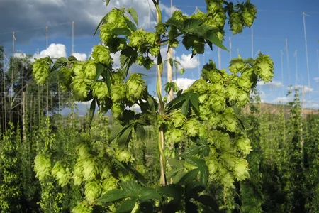 A variety of neomexicanus, a varietal of hops native to the American Southwest.