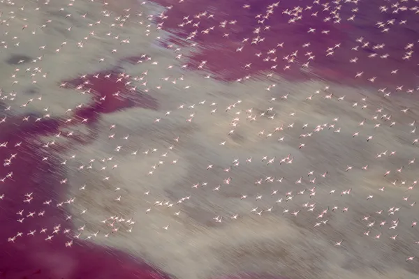 Lavender Winds thumbnail