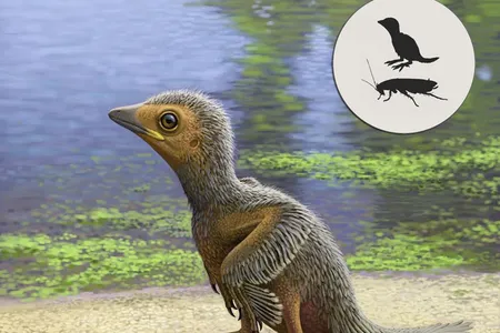 An artist's impression of the tiny bird.