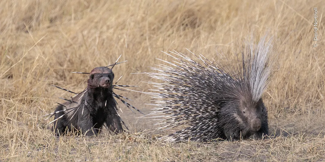 a honey badger looks disgruntled and stuck with quills behind a porcupine that is trying to escape it