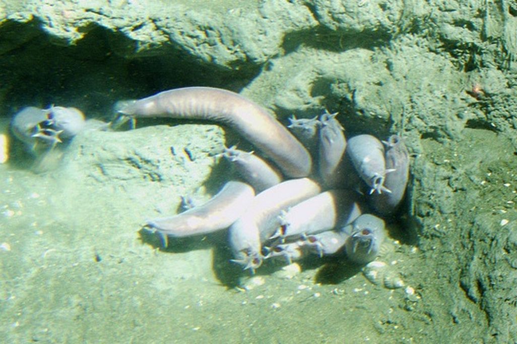 A group of hagfish hanging out on the floor of the Pacific.