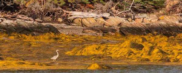 Heron at Low Tide thumbnail