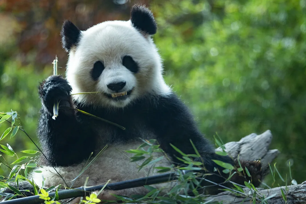 A panda bites down into a stalk of bamboo.