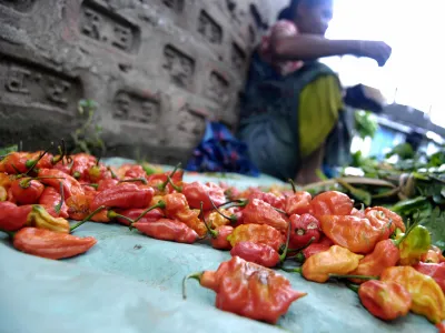 在印度当地的一个市场上，一个小贩在展示辣椒。