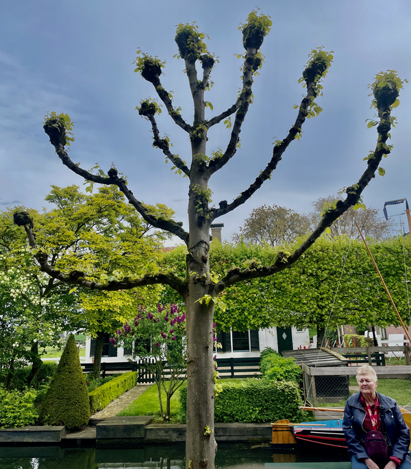 pollarded tree resembing holiday menorah thumbnail