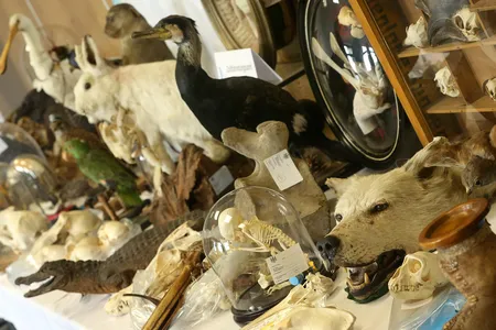 Humans hunt, kill or capture a massive number of species. Surprisingly, most of this is for non-food reasons.