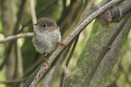 The New Zealand Tomtit is one of the island-dwelling species included in the study
