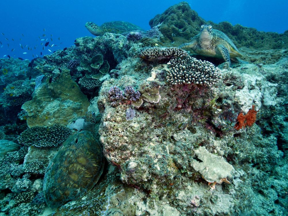 Coral Reefs Face the Dual Threats of Ocean Acidification and Erosion