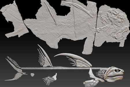 The shark fossil is nearly seven feet long, with two 2.5-foot-long fin spines on its back.