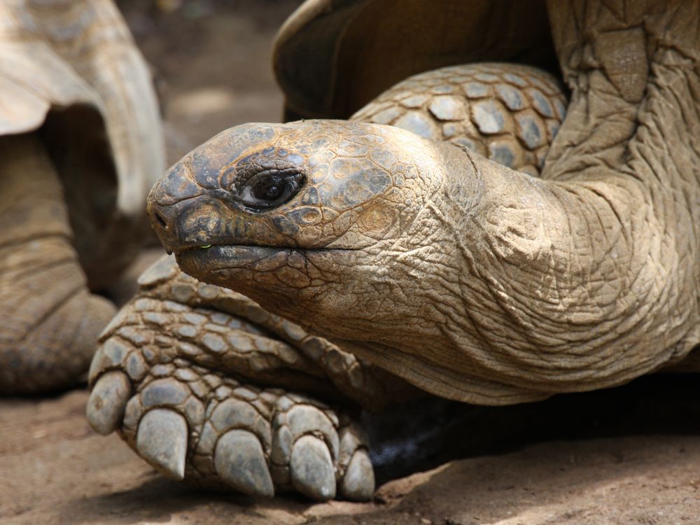 Close up of the face and front foot of a brown-colored giant tortoise