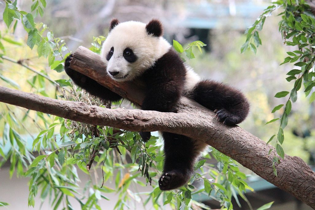 Panda Baby