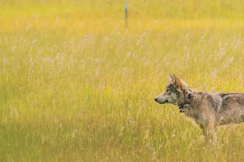 OPENER - young male wolf