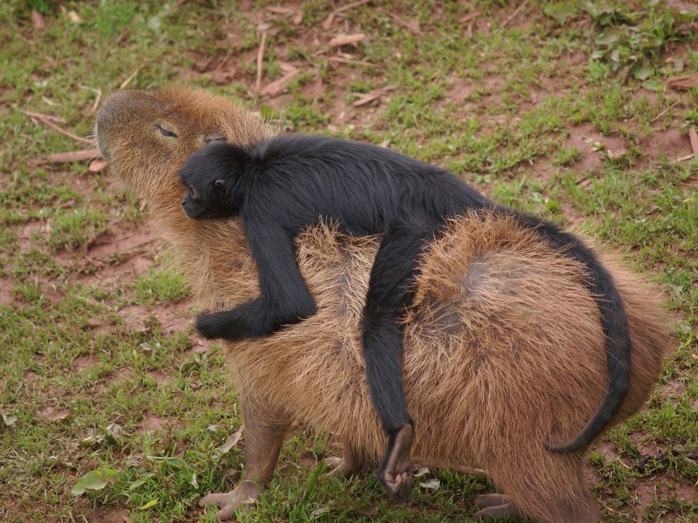 02_07_2014_capybara monkey.jpg