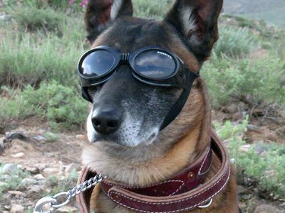 A military working dog, assigned to 172nd Cavalry Regiment, wears his doggles, his assigned personal protective equipment to protect his eyes, as a Chinook helicopter takes off, kicking up dust and debris, during an air assault operation, in Parwan province, Afghanistan, May 11, 2010.  U.S. Soldiers, of Alpha Troop, 1st Squadron, 172nd Cavalry Regiment, 86th Infantry Brigade Combat Team visited a remote village, in Parwan province to conduct a key leader engagement with village elders. (U.S. Army photo by Sgt. Jason Brace/Released)