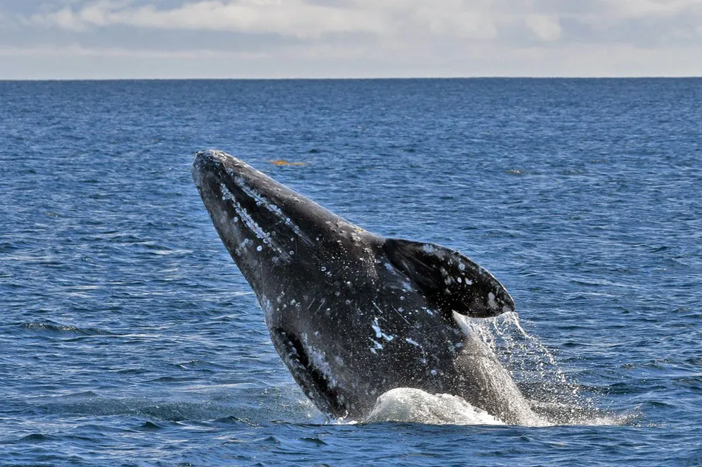 Gray Whale