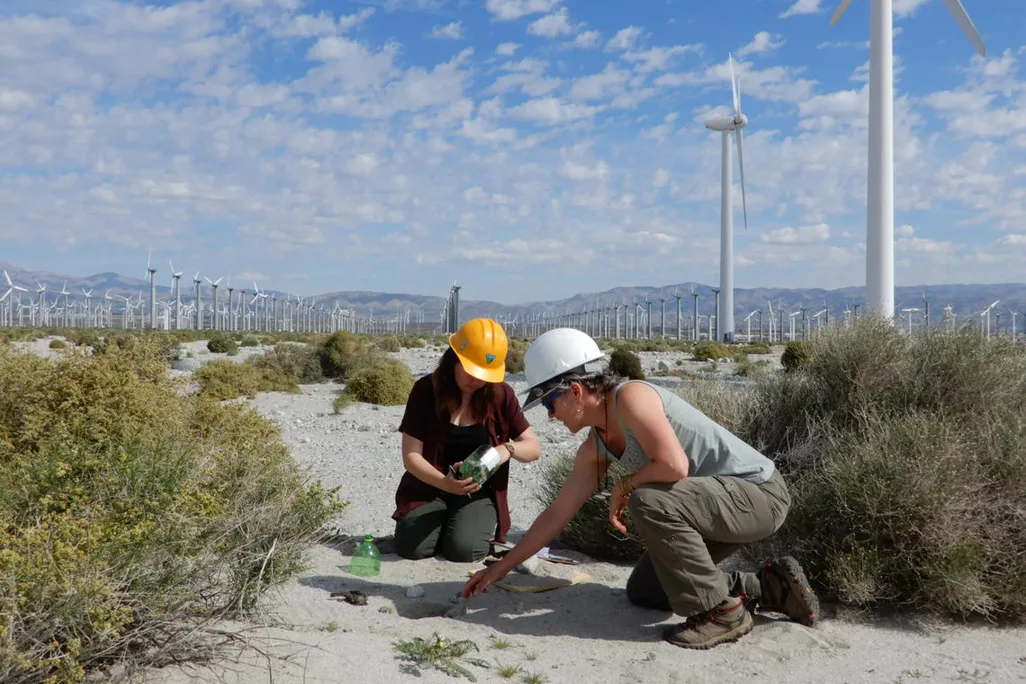 Two researchers wearing hard hats kneel next to a bird carcass found on a wind energy facility