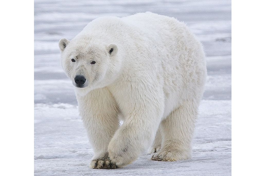 polar bears