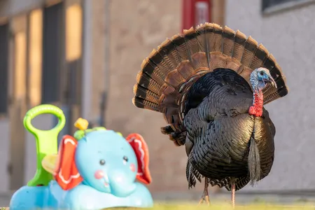 Over the last few decades, wild turkeys have moved into cities, where they thrive thanks to few predators, abundant food and plenty of space to roam and roost.