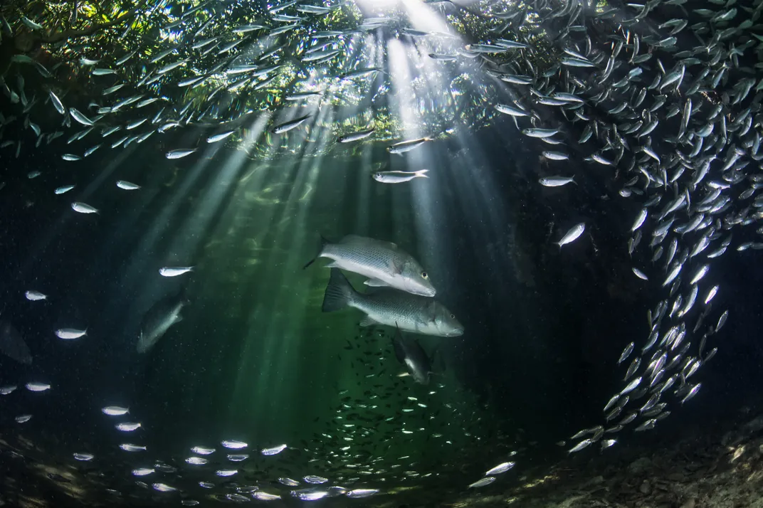 looking up from underwater, rays of sun illuminate two larger gray fish in a school of several smaller gray fish that form a ring around them