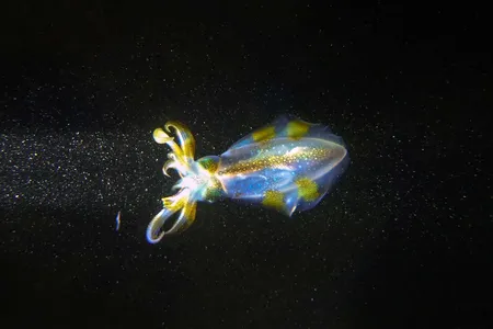 A squid swims in the dark waters of the Mediterranean. Billions of aquatic animals, from krill to squid, travel to surface waters each night, a migration that scientists are only beginning to fully grasp.