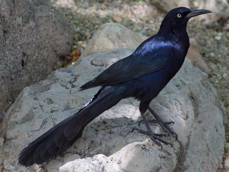 Download Bluish-black bird | Smithsonian Photo Contest ...