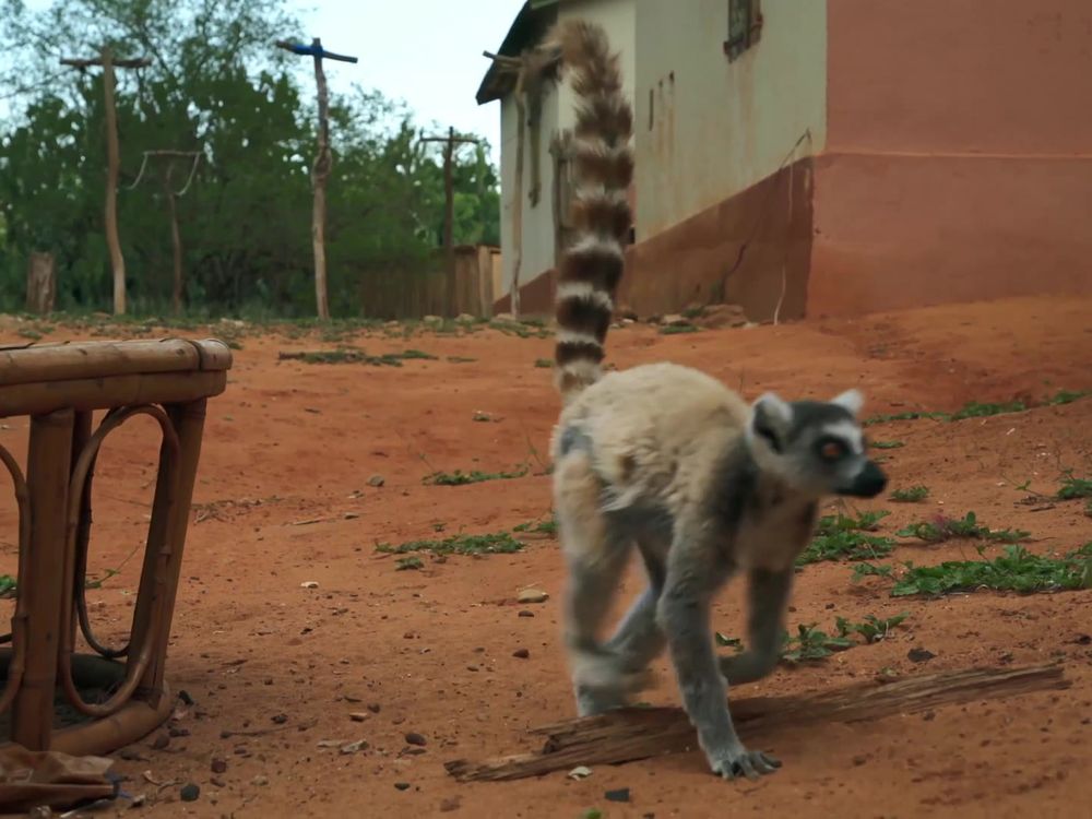 Preview thumbnail for video 'A Single Male Lemur Stands Up to a Entire Troop of Invaders