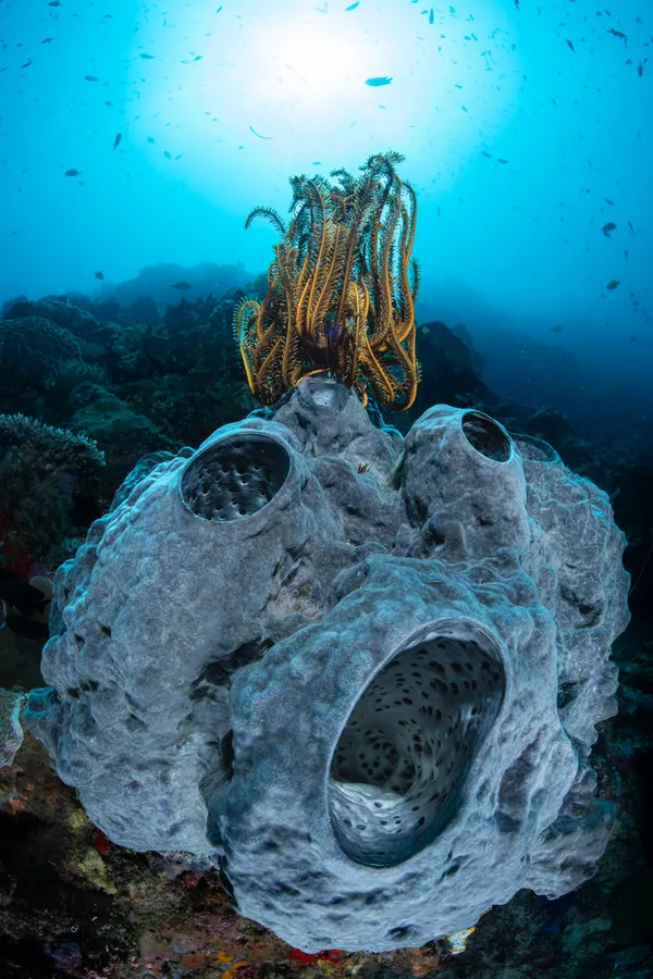 The Scream! thumbnail