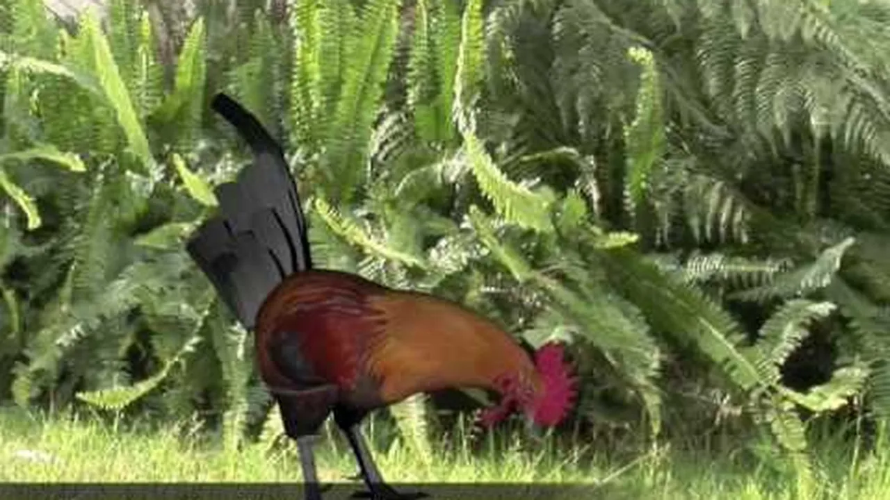 Preview thumbnail for A Tidbitting Rooster