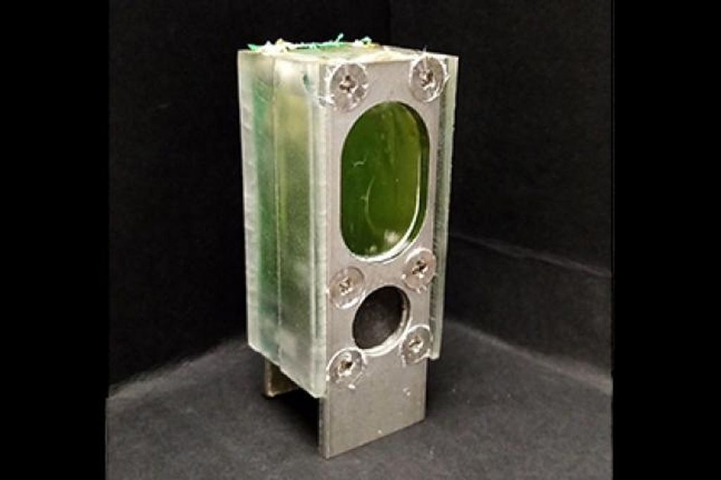 A battery created with cyanobacteria