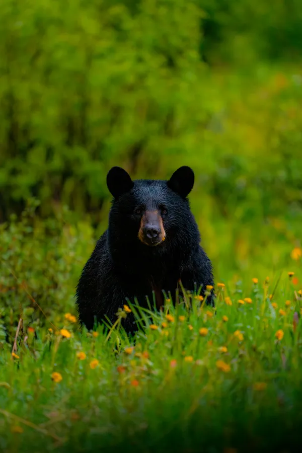 Flower Muncher thumbnail