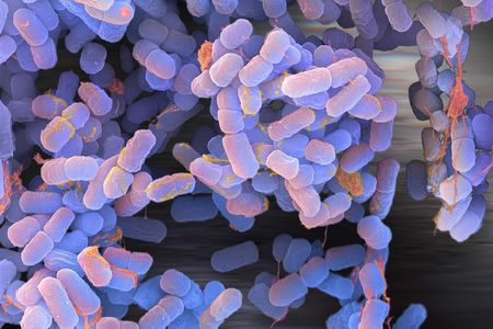 Non-GMO E. coli bacteria