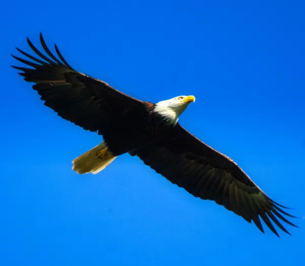 Washington Eagle thumbnail